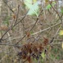 Kolkwitzia amabilis fruit